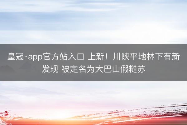 皇冠·app官方站入口 上新！川陕平地林下有新发现 被定名为大巴山假糙苏